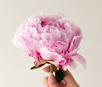 Photo for the journal post: Looking after your Peonies