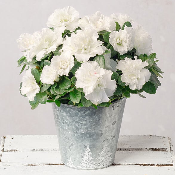 Christmas Plants