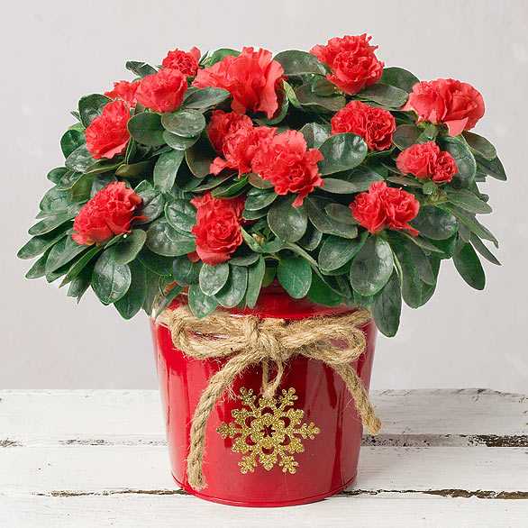 Flower Delivery Bunches