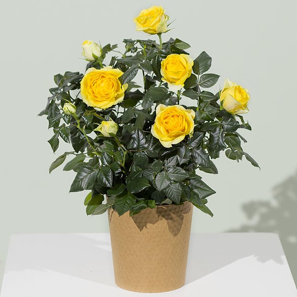 Flowering Plants