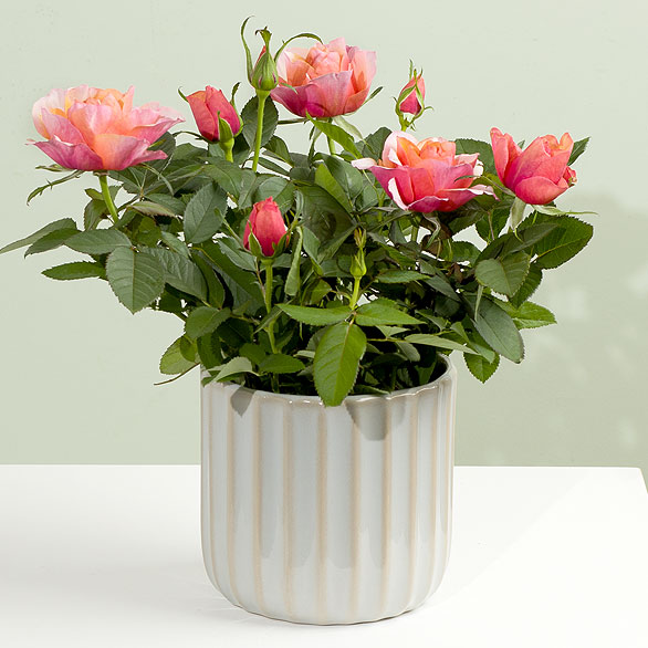 Flowering Plants
