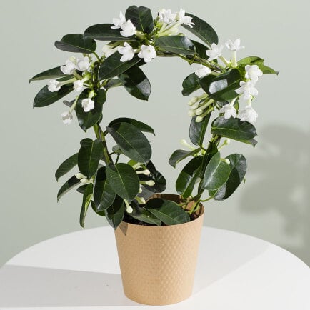 Bunches.co.uk