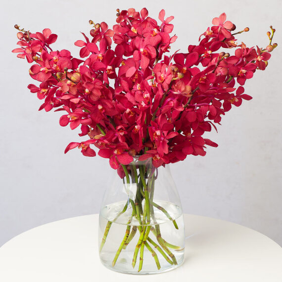Image of Christmas Mokara Orchids