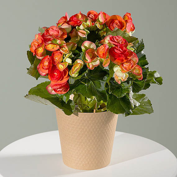 Orange Begonia Plant image