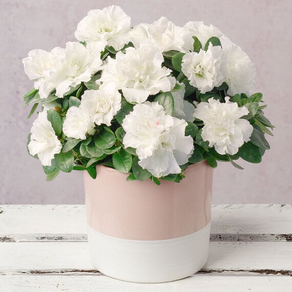 White Azalea in Ceramic Pot image