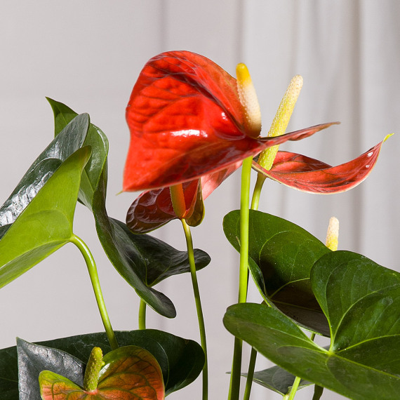 Coral Anthurium Plant Coral Anthurium Plant