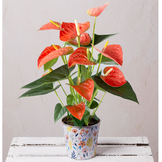 Coral Anthurium in Floral Pot image