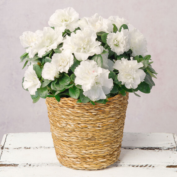 White Azalea in Seagrass Pot image