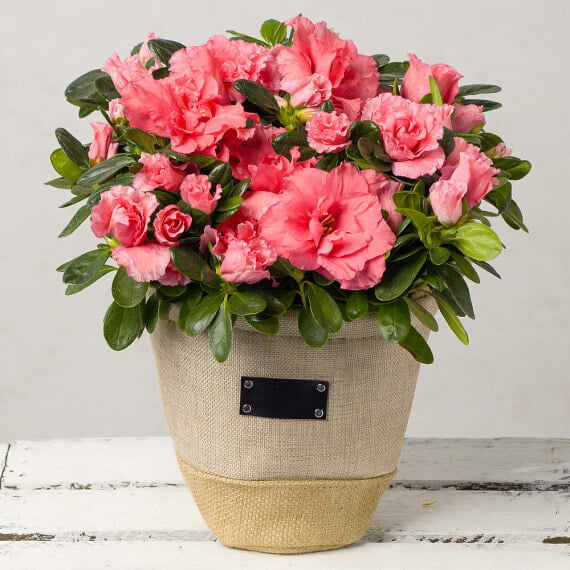 Pink Azalea in Fabric Pot image