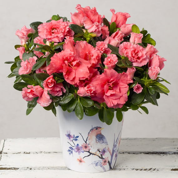 Pink Azalea in Ceramic Bird Pot image