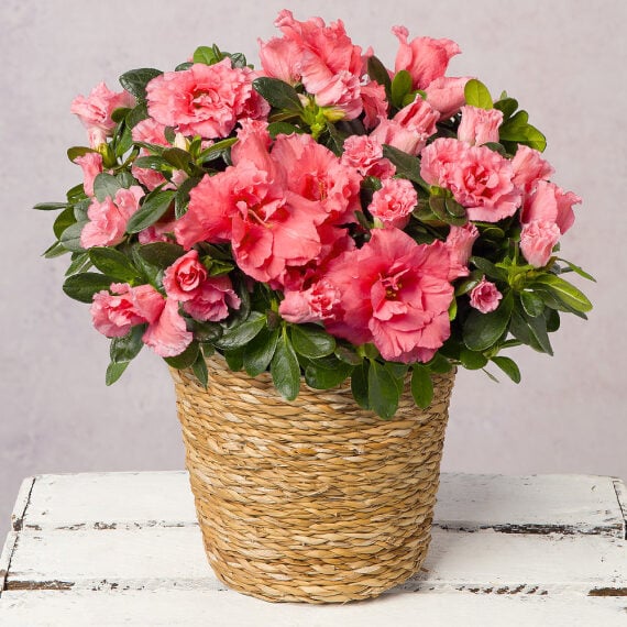 Pink Azalea in Seagrass Pot image