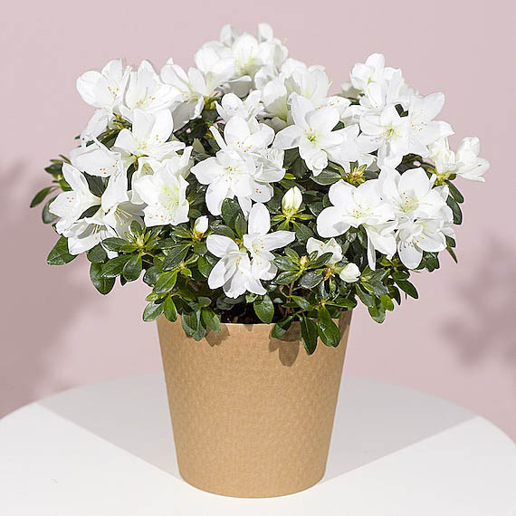 White Azalea Plant image