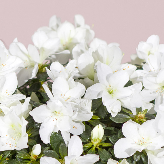 White Azalea Plant White Azalea Plant