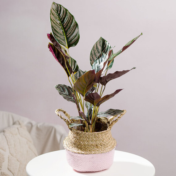 Pinstripe Calathea in Woven Basket image