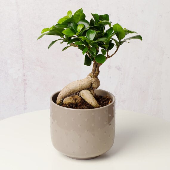 Ficus Ginseng Bonsai in Ceramic Pot image