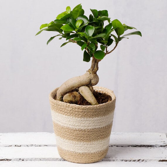 Bonsai Tree in Jute Pot image