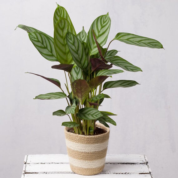 Calathea In Jute Pot image