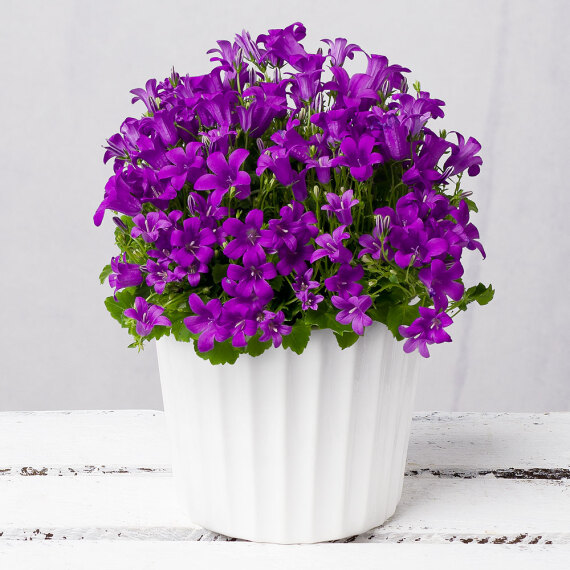 Cottage Campanula image