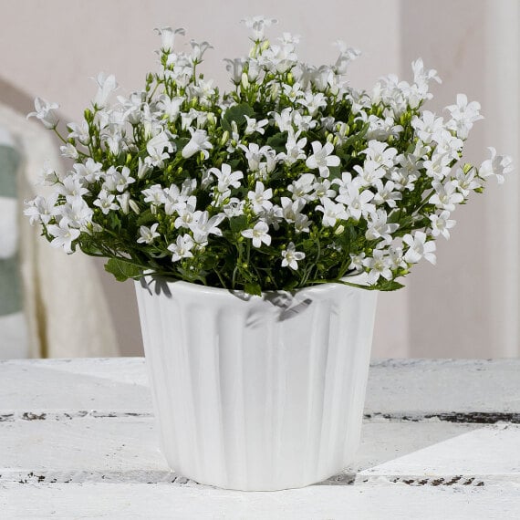White Campanula in Ceramic Pot image
