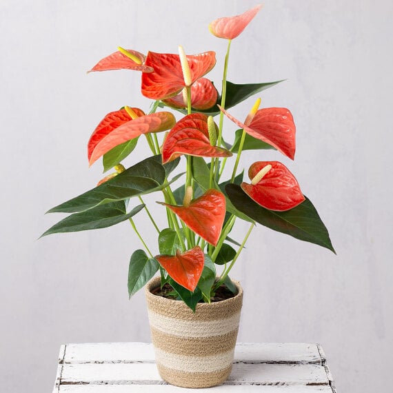 Coral Anthurium in Jute Pot image