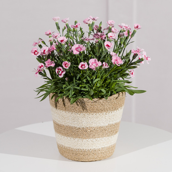 Carnation Plant in Jute Pot image