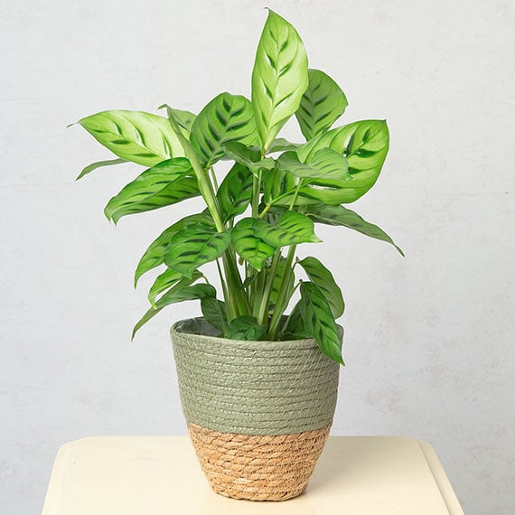 Calathea Plant image