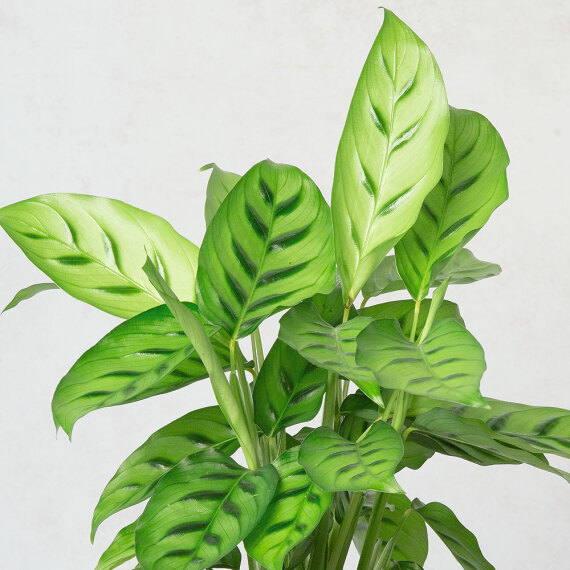 Calathea Plant Calathea Plant