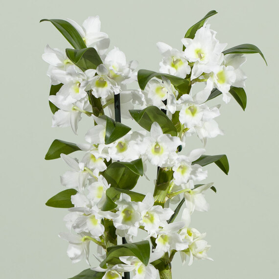 Dendrobium Orchid Plant, photo 2