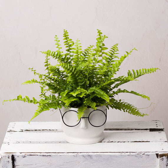 Boston Fern in Ceramic Face Pot image