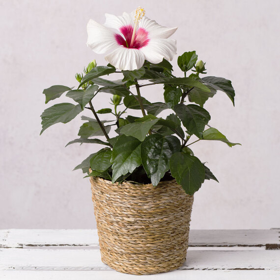 Hibiscus in Seagrass Pot image