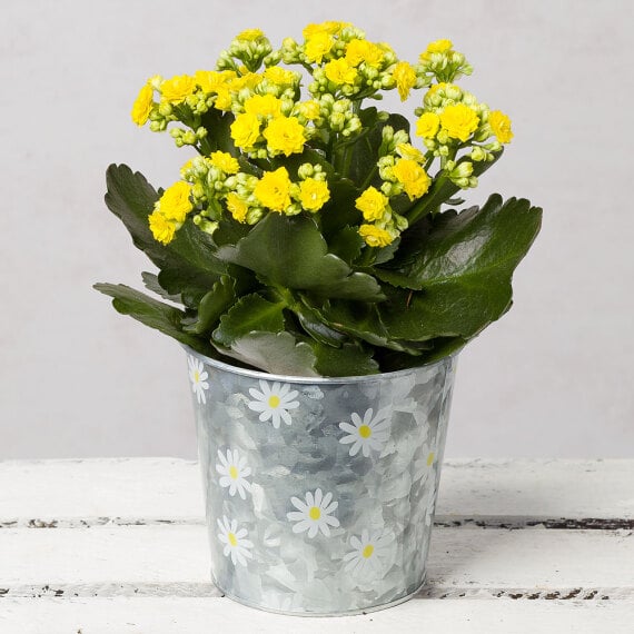 Kalanchoe in Zinc Daisy Pot image