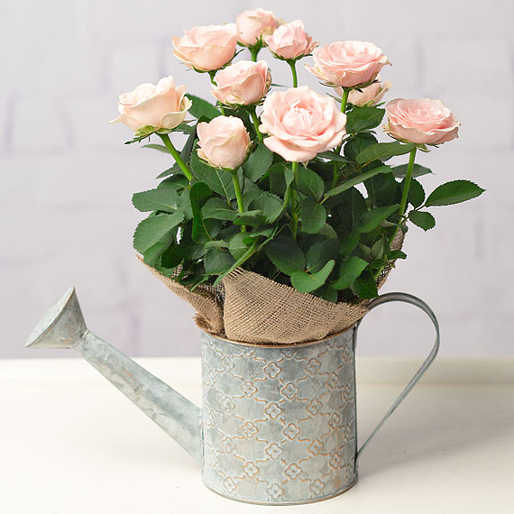 Pink Rose in Watering Can image