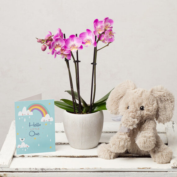 Orchid Baby Gift image