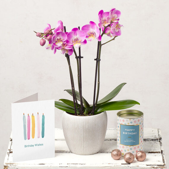 Mini Phalaenopsis Birthday Gift image