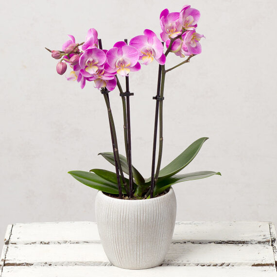 Mini Phalaenopsis Orchid image