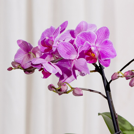 Phalaenopsis Orchid, photo 2