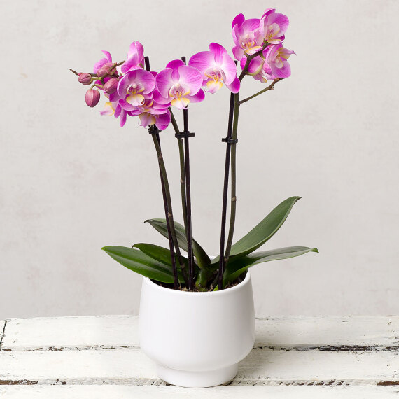 Phalaenopsis Orchid in Ceramic Pot image