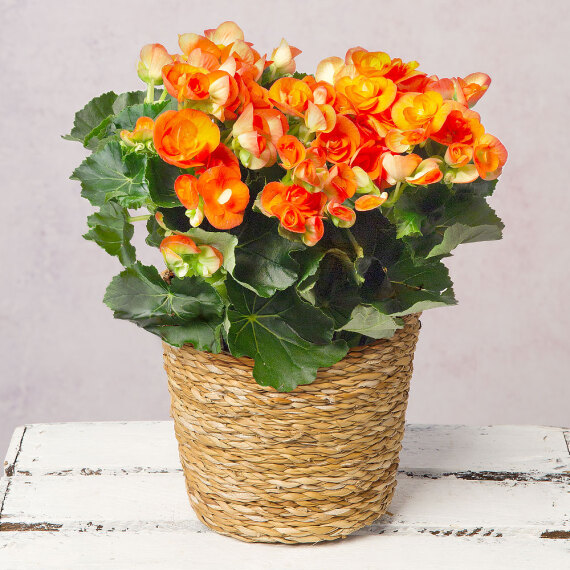 Orange Begonia in Seagrass Pot image