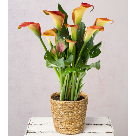 Orange Calla Lilly in Seagrass Pot image