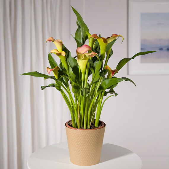 Orange Calla Lily Plant image