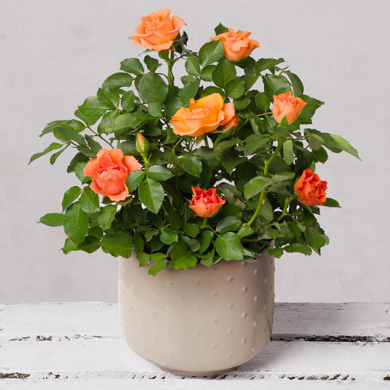 Orange Rose in Ceramic Pot image