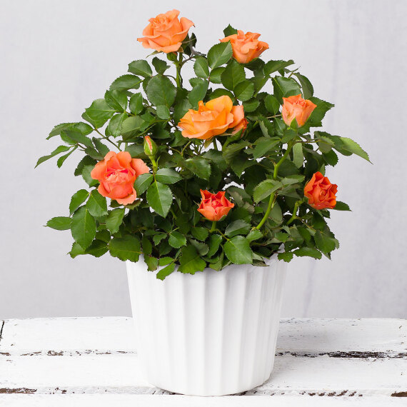 Orange Rose in White Ceramic Pot