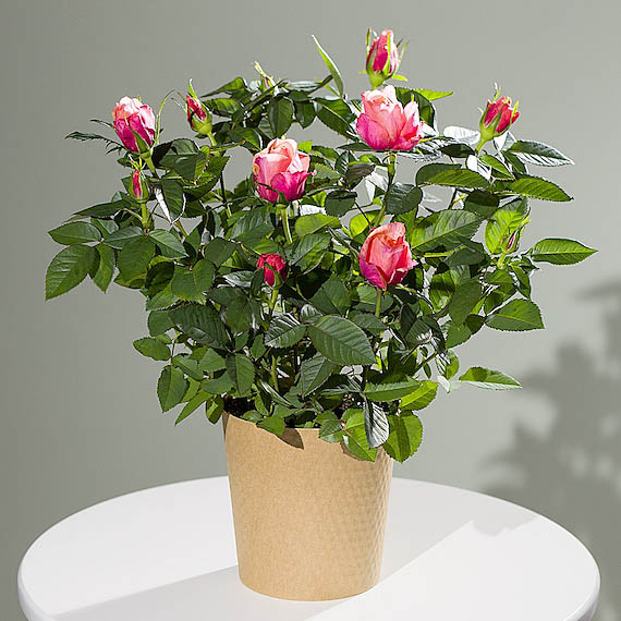 Click to view product details and reviews for Autumn Rose Plant.