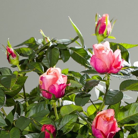 Autumn Rose Plant, photo 2