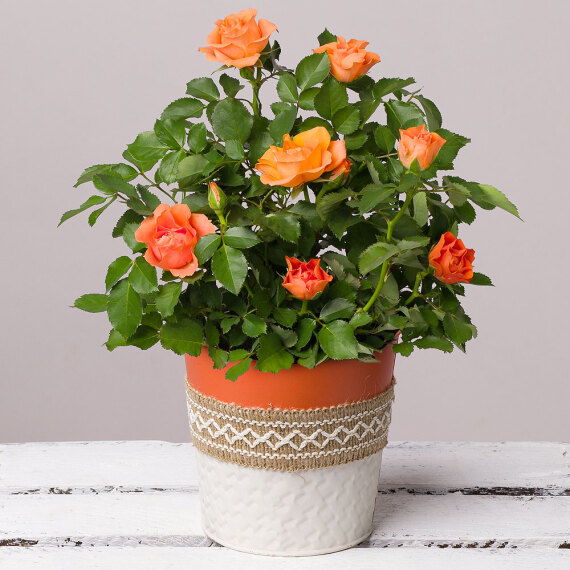 Orange Rose in Zinc Pot image