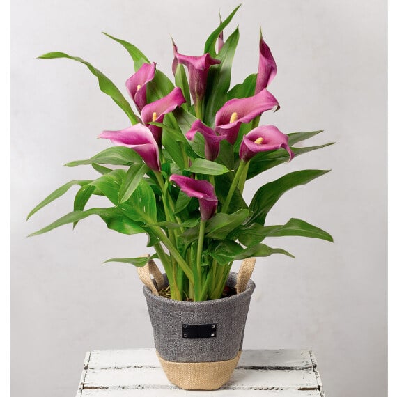 Purple Calla Lily in Grey Pot image