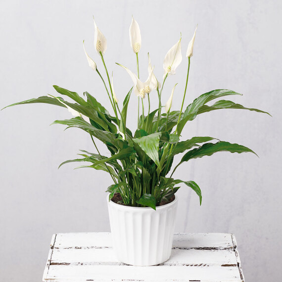 Peace Lily in Ceramic Pot image