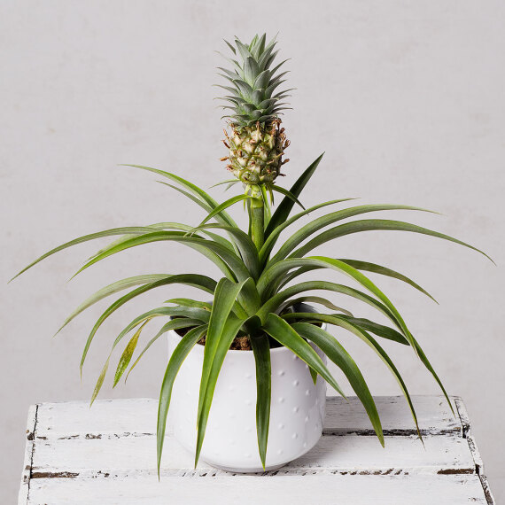 Pineapple Plant in Ceramic Pot image