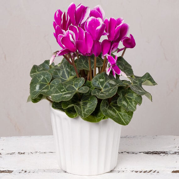 Pink Cyclamen in Ceramic Pot image