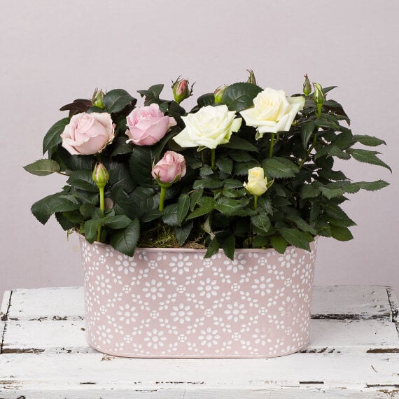 Mother's Day Pink Planter image